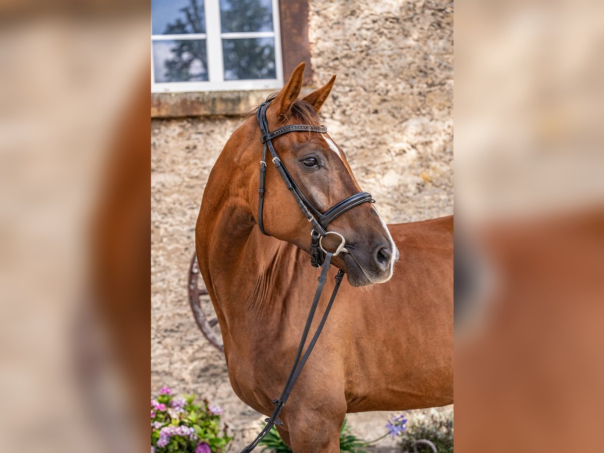 Koń westfalski Wałach 4 lat 167 cm Ciemnokasztanowata in Glandorf