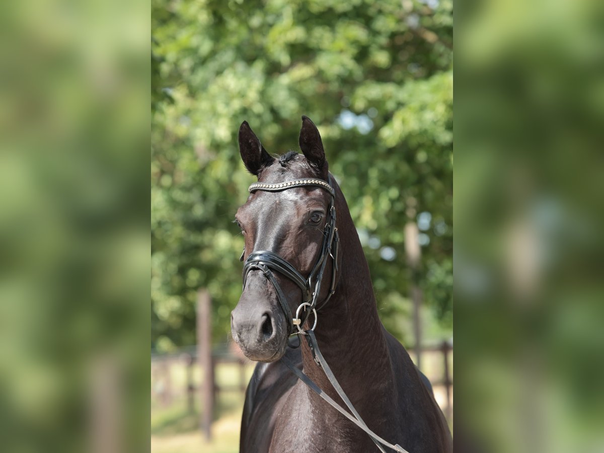 Koń westfalski Wałach 4 lat 168 cm Skarogniada in Saerbeck