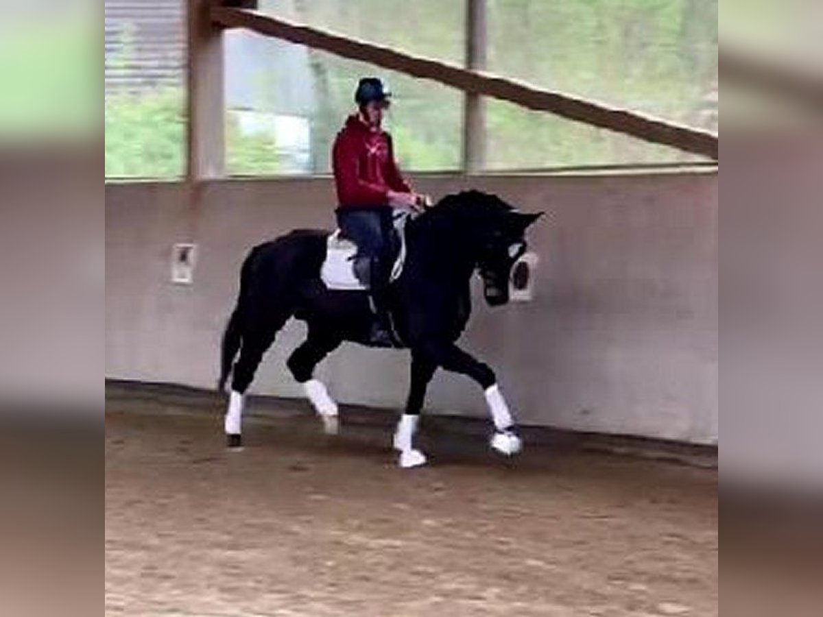 Koń westfalski Wałach 4 lat 169 cm Skarogniada in Heemsloh