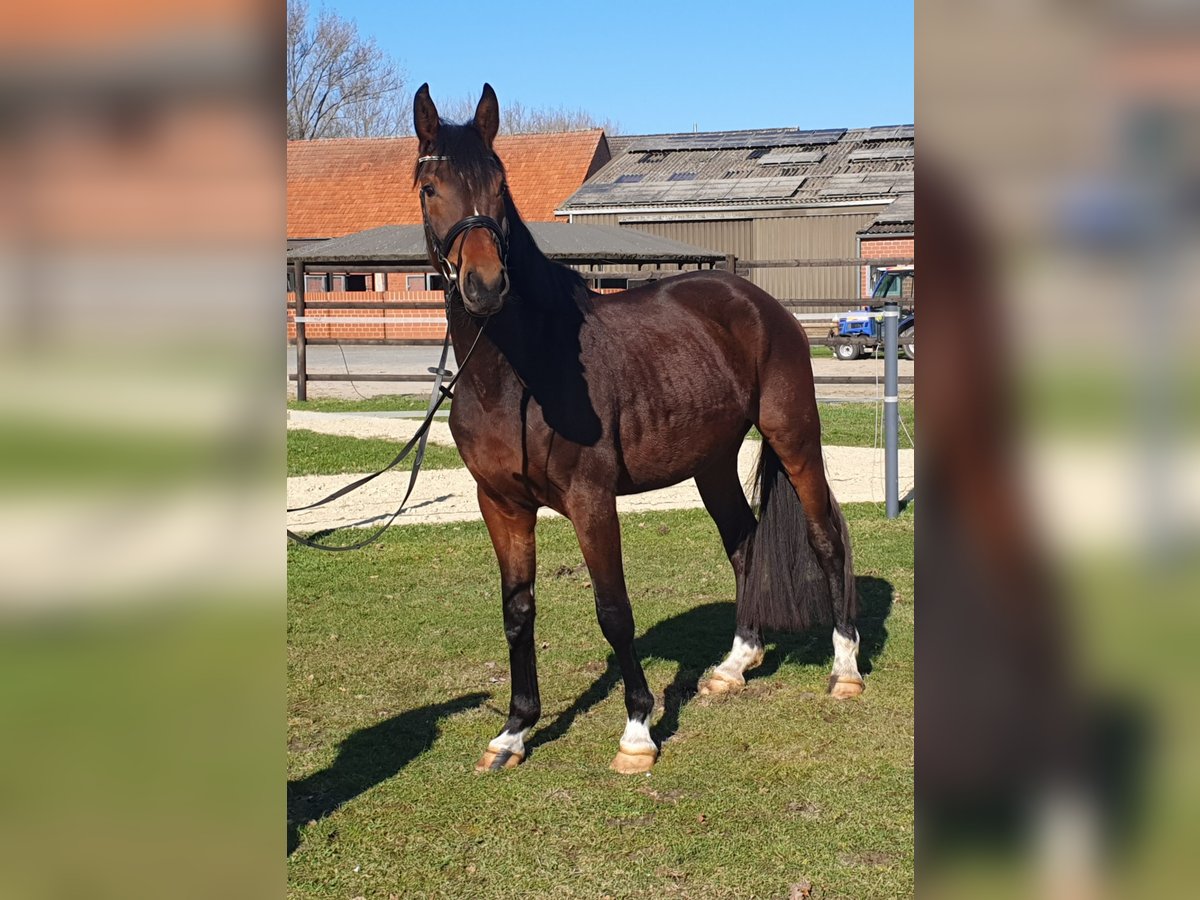 Koń westfalski Wałach 4 lat 170 cm Gniada in Geseke