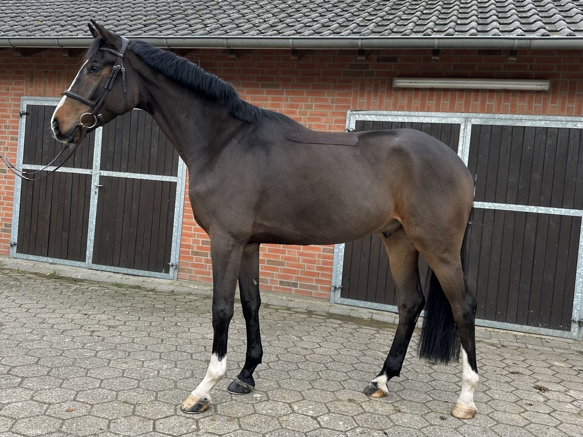 Koń westfalski Wałach 4 lat 170 cm Gniada in Rees