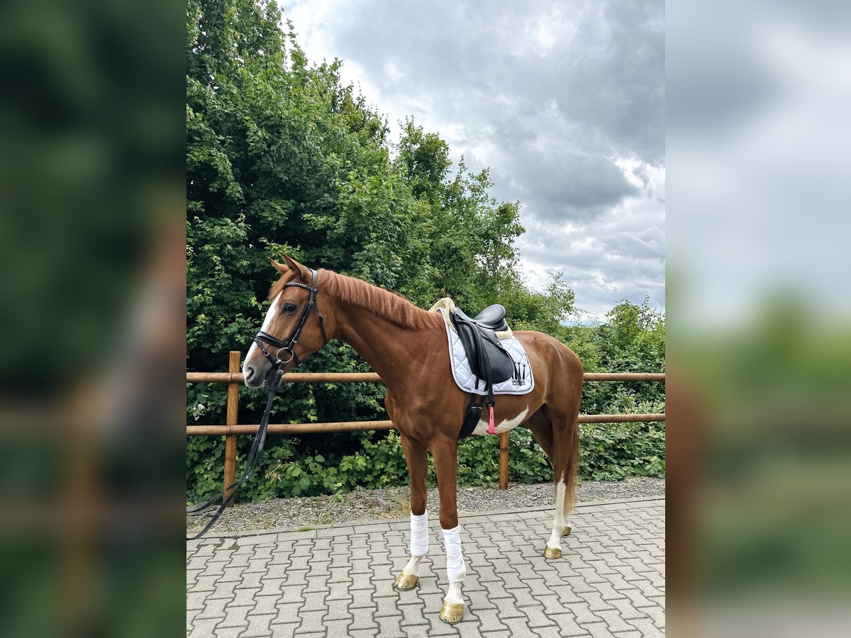 Koń westfalski Wałach 4 lat 170 cm Kasztanowata in Wermelskirchen