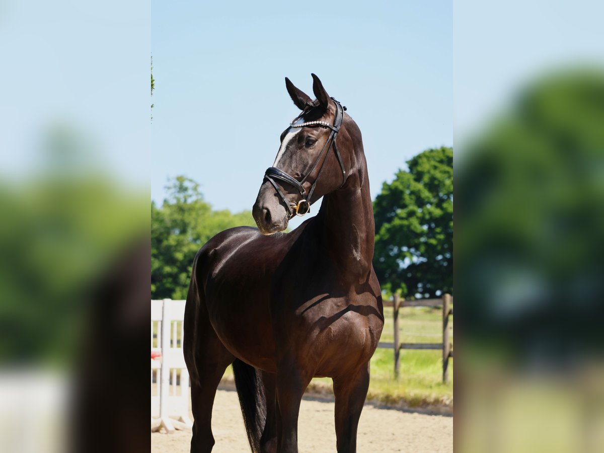 Koń westfalski Wałach 4 lat 173 cm Skarogniada in Nottuln