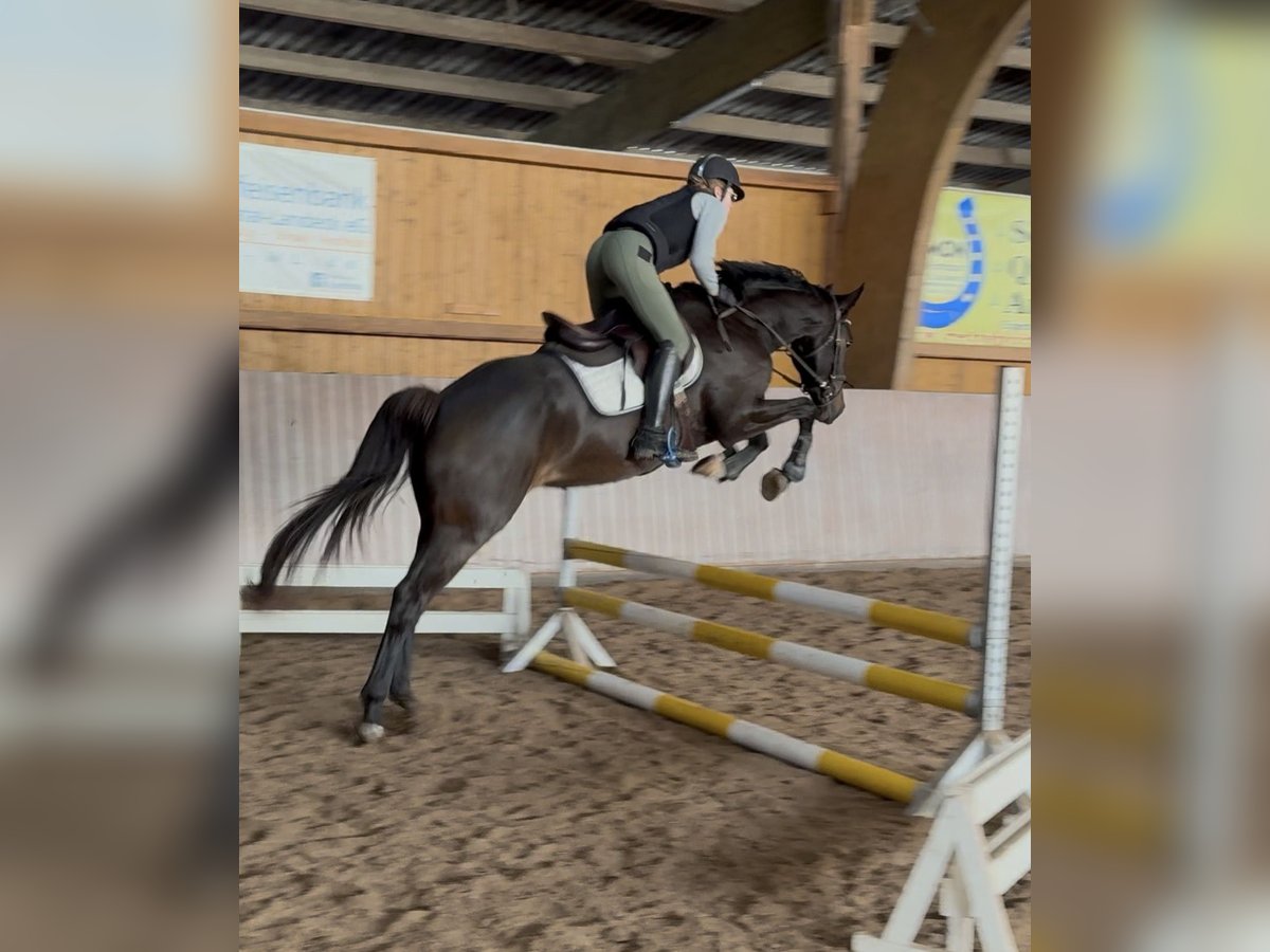 Koń westfalski Wałach 5 lat 163 cm Ciemnogniada in Schenklengsfeld