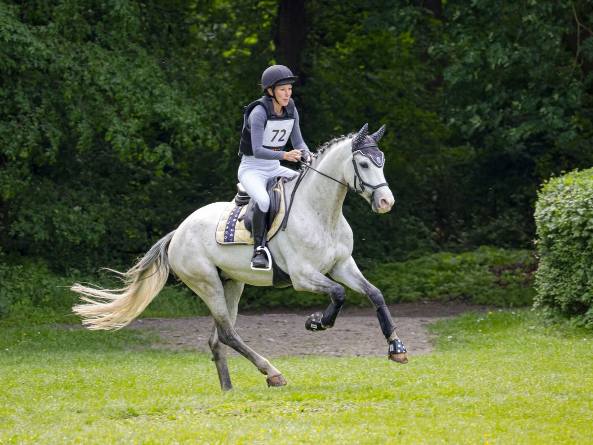 Koń westfalski Wałach 5 lat 165 cm Siwa in Baden