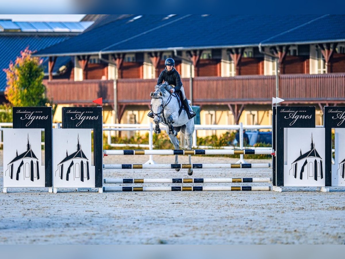 Koń westfalski Wałach 5 lat 165 cm Siwa in Liberec