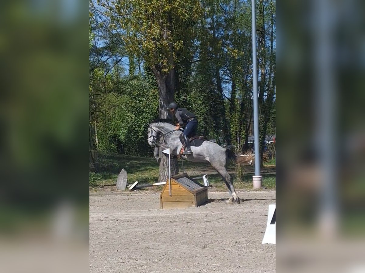 Koń westfalski Wałach 5 lat 165 cm Siwa in Büttelborn