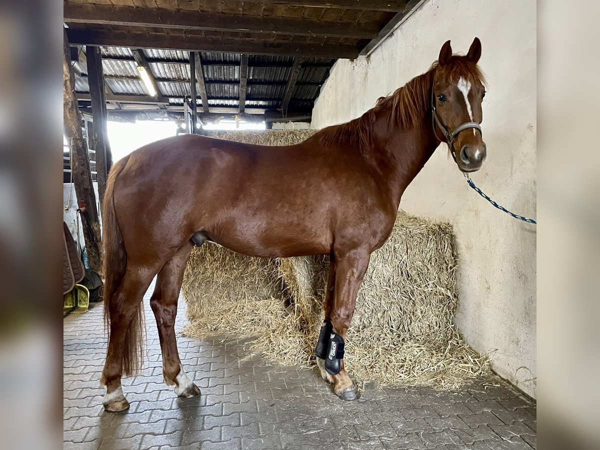 Koń westfalski Wałach 5 lat 166 cm Kasztanowata in Hörstel/Dreierwalde