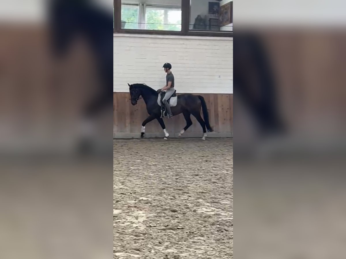 Koń westfalski Wałach 5 lat 168 cm Gniada in Krefeld