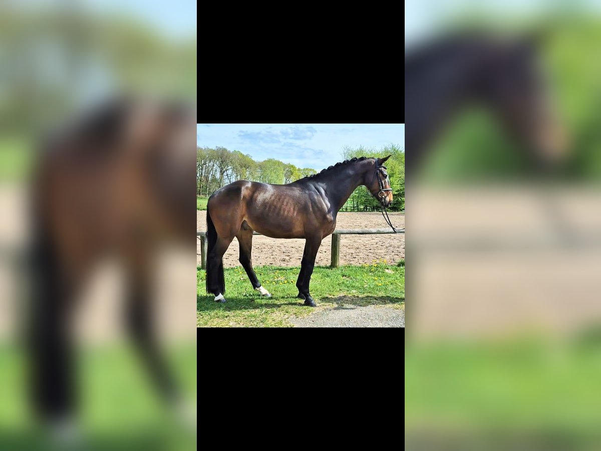 Koń westfalski Wałach 5 lat 168 cm Gniada in Geestland
