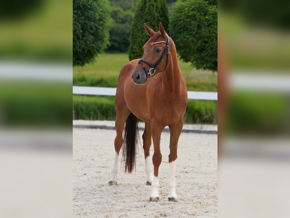 Koń westfalski Wałach 5 lat 168 cm Kasztanowata in Geilenkirchen