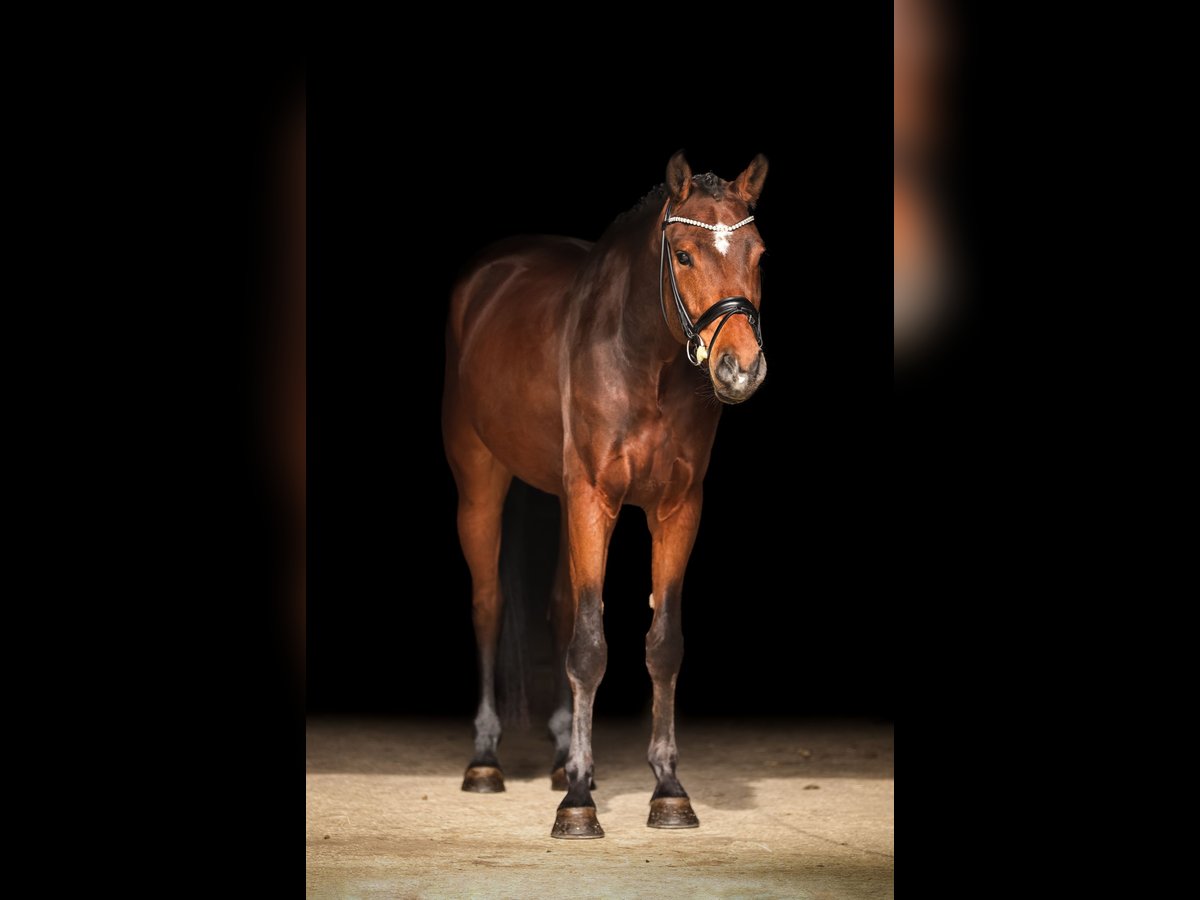 Koń westfalski Wałach 5 lat 170 cm Gniada in Bodenkirchen