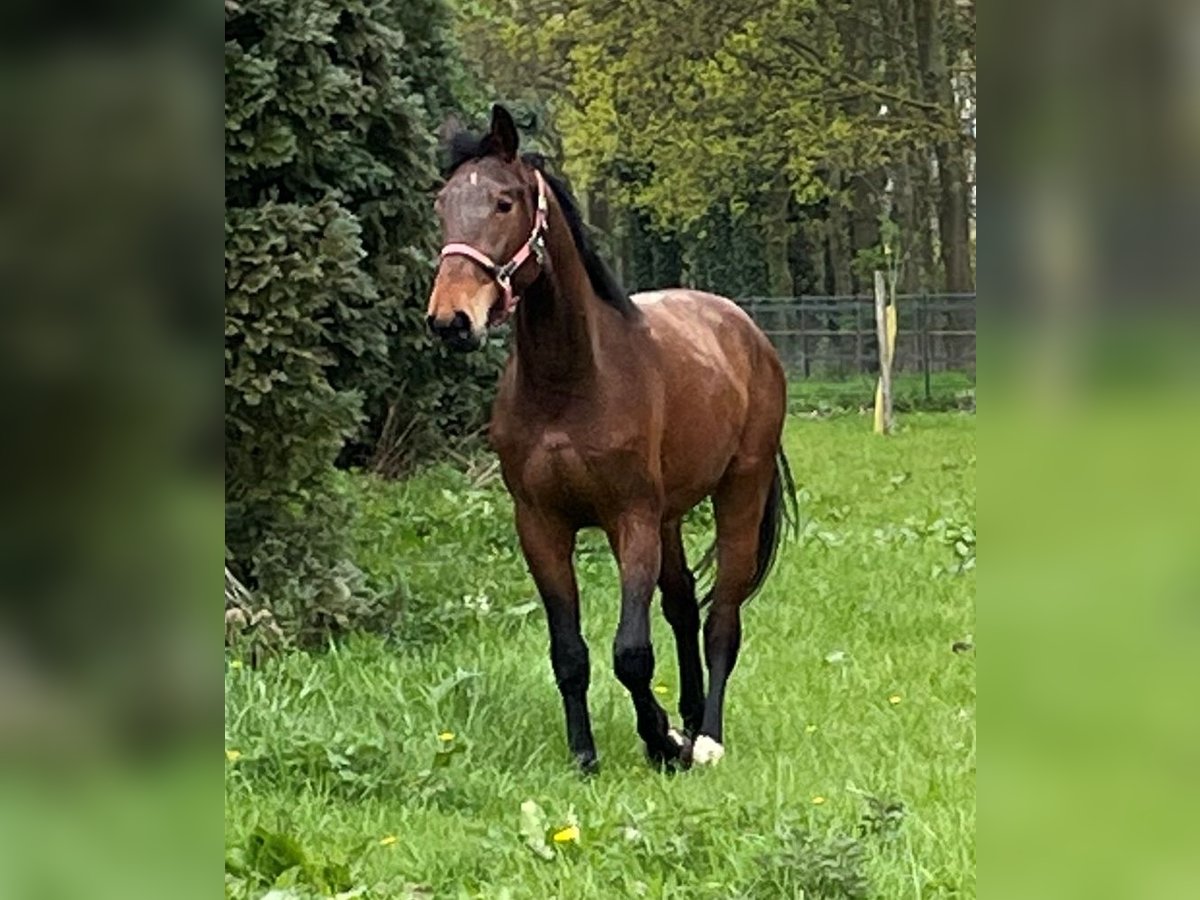 Koń westfalski Wałach 5 lat 175 cm Gniada in Heiden Koń westfalski Wałach 5 lat 175 cm Gniada in Heiden