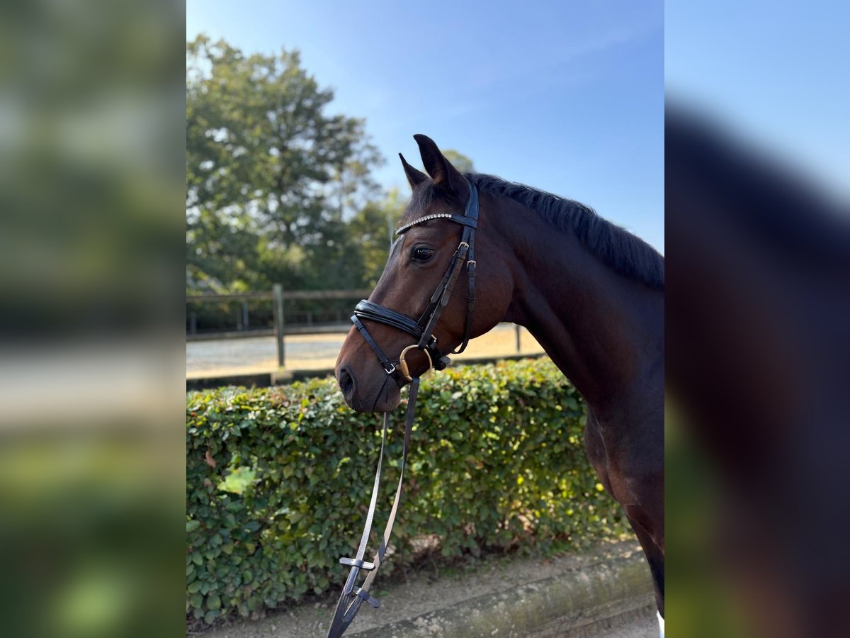 Koń westfalski Wałach 6 lat 164 cm Ciemnogniada in Reken