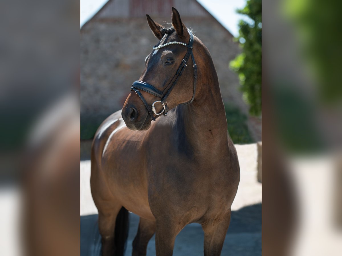 Koń westfalski Wałach 6 lat 165 cm Ciemnogniada in Bramsche