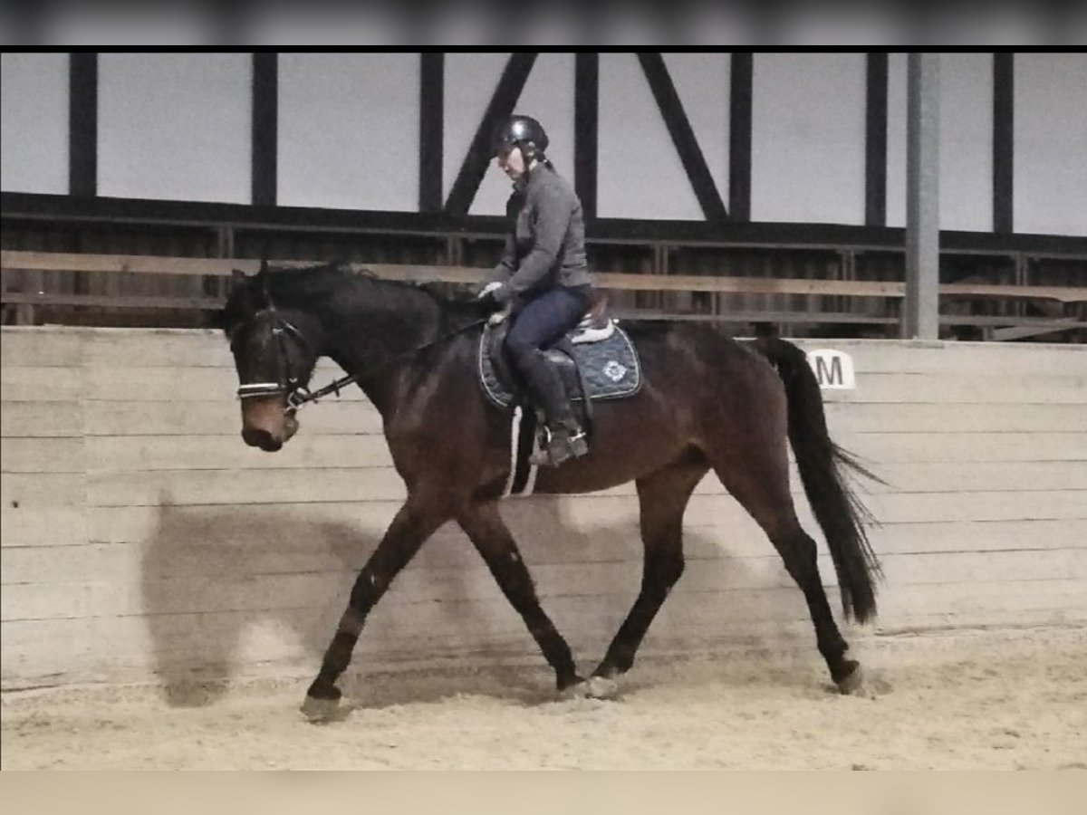 Koń westfalski Wałach 6 lat 171 cm Ciemnogniada in Alsfeld