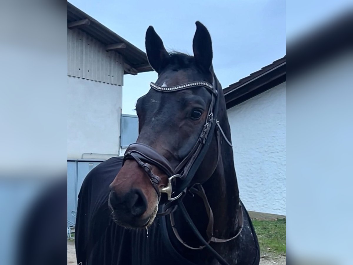 Koń westfalski Wałach 6 lat 172 cm Ciemnogniada in FriedrichshafenFriedrichshafen