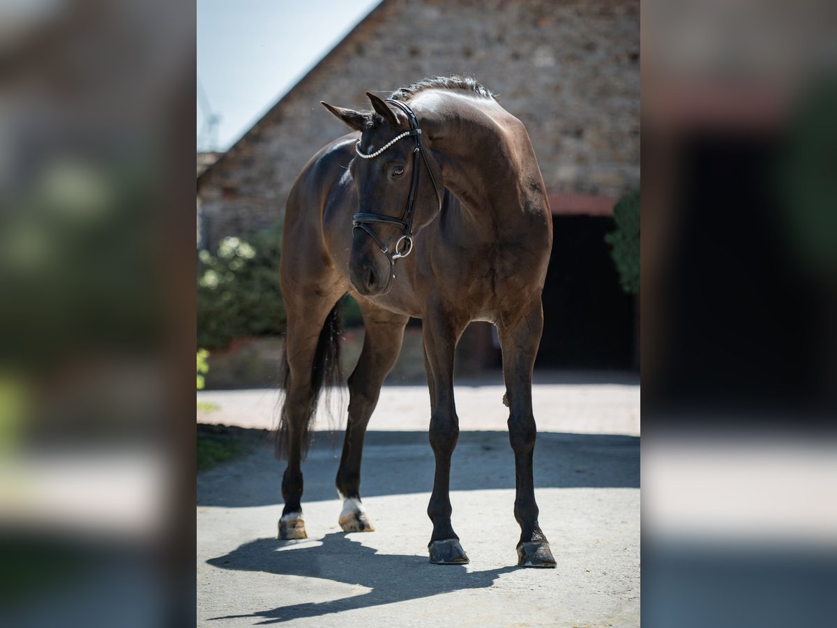 Koń westfalski Wałach 6 lat 172 cm Ciemnogniada in Bramsche
