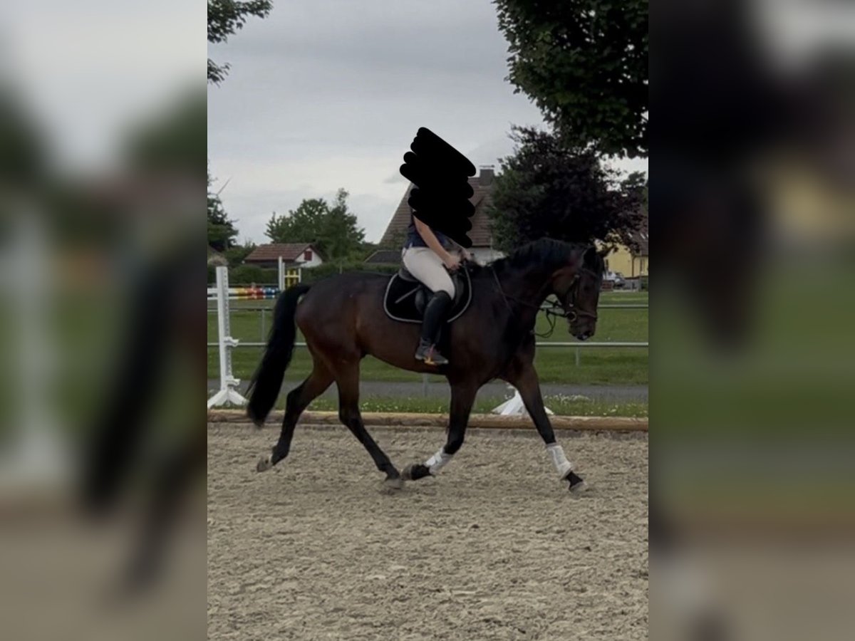 Koń westfalski Wałach 6 lat 172 cm Gniada in Bad Arolsen
