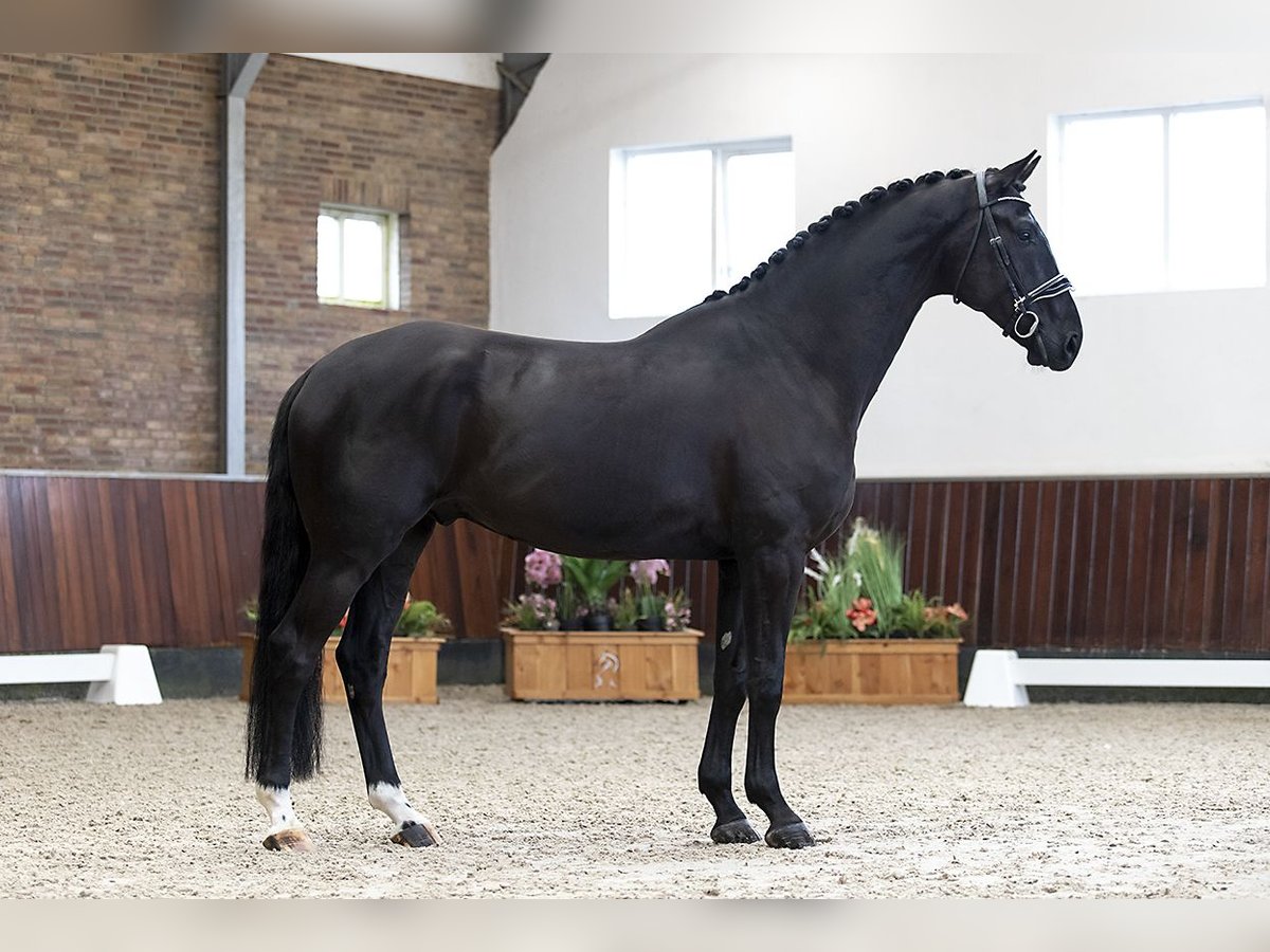 Koń westfalski Wałach 6 lat 173 cm Kara in Eibergen