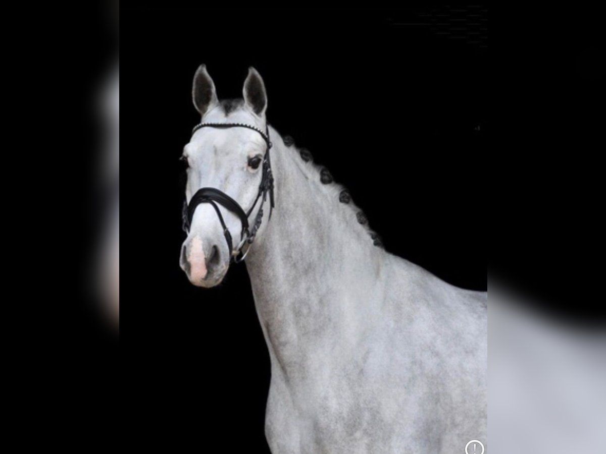 Koń westfalski Wałach 7 lat 171 cm Siwa in Kirchheimbolanden