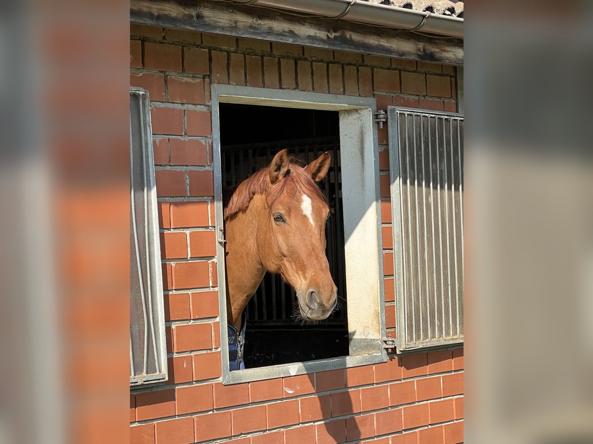 Koń westfalski Wałach 7 lat 177 cm Kasztanowata in Altenberge