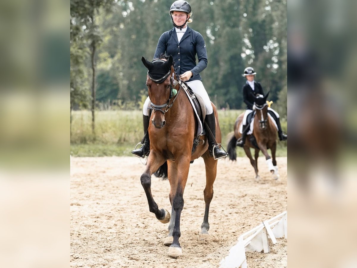 Koń westfalski Wałach 7 lat 183 cm Gniada in Schenklengsfeld