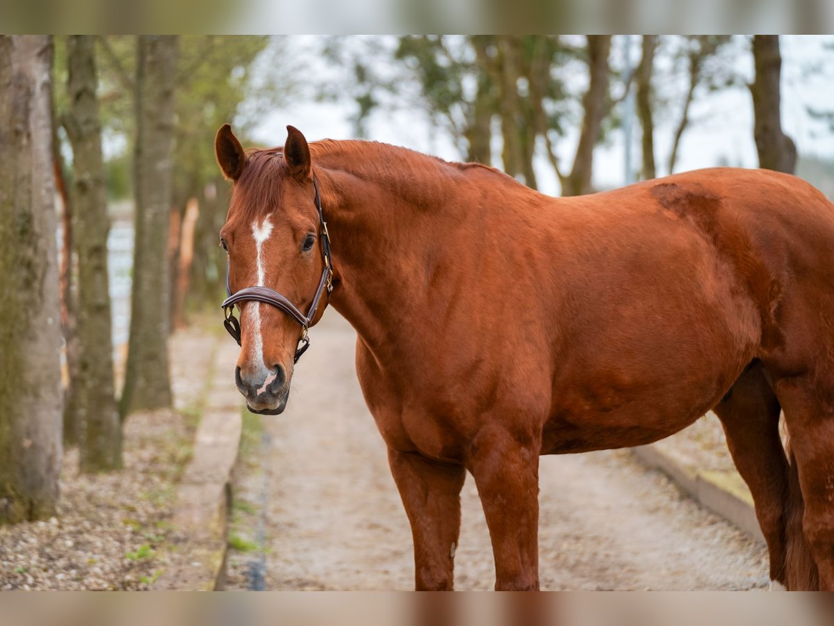 Koń westfalski Wałach 8 lat 174 cm Kasztanowata in Bad W&#xF6;rishofen