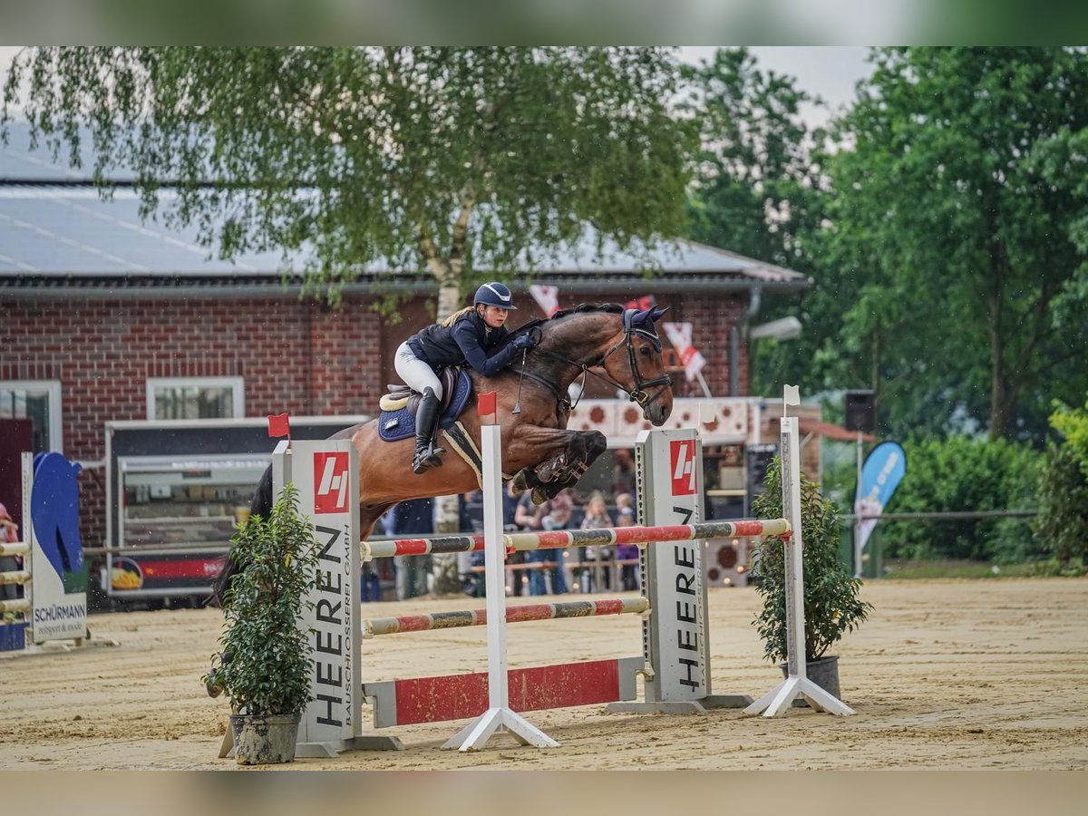 Koń westfalski Wałach 8 lat 176 cm Ciemnogniada in Senden