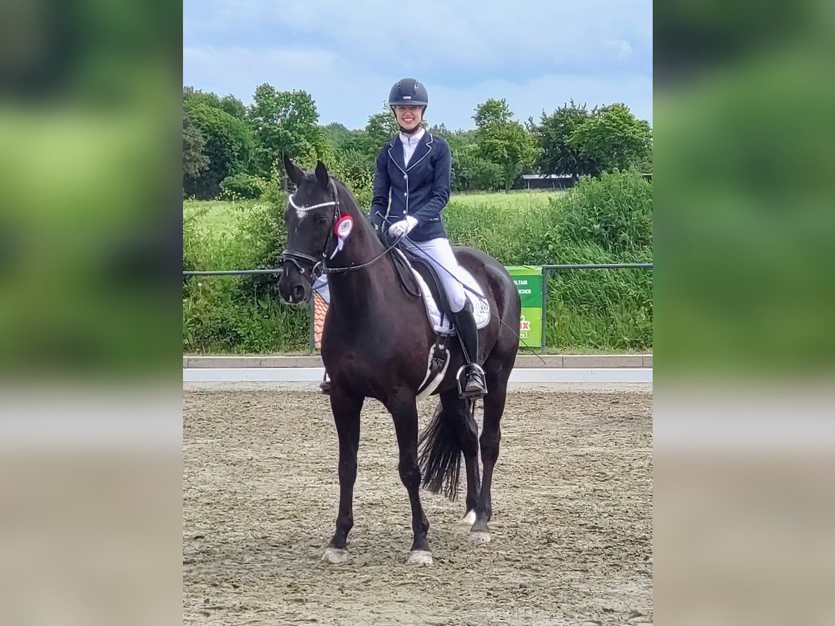 Koń westfalski Wałach 9 lat 169 cm Skarogniada in L&#xFC;beck