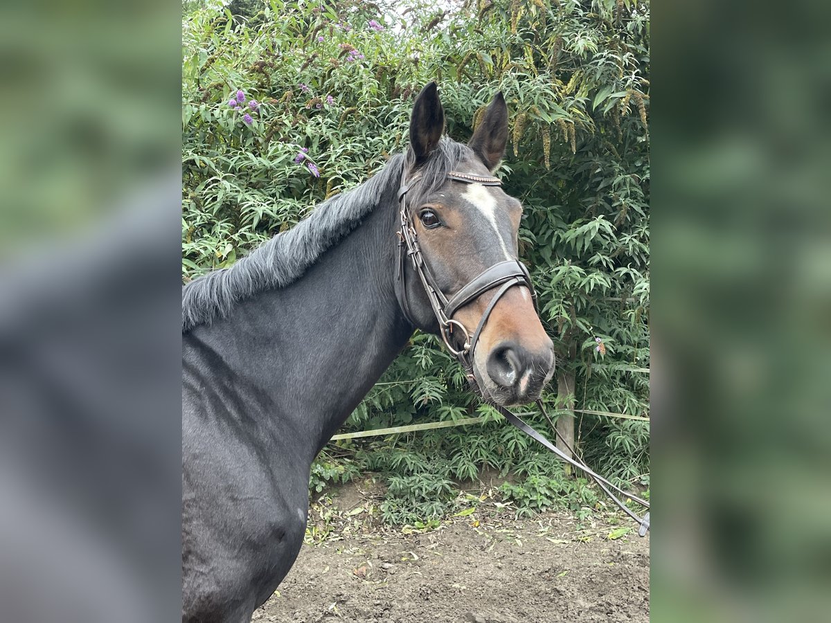 Koń westfalski Wałach 10 lat 160 cm Ciemnogniada in Oberhausen