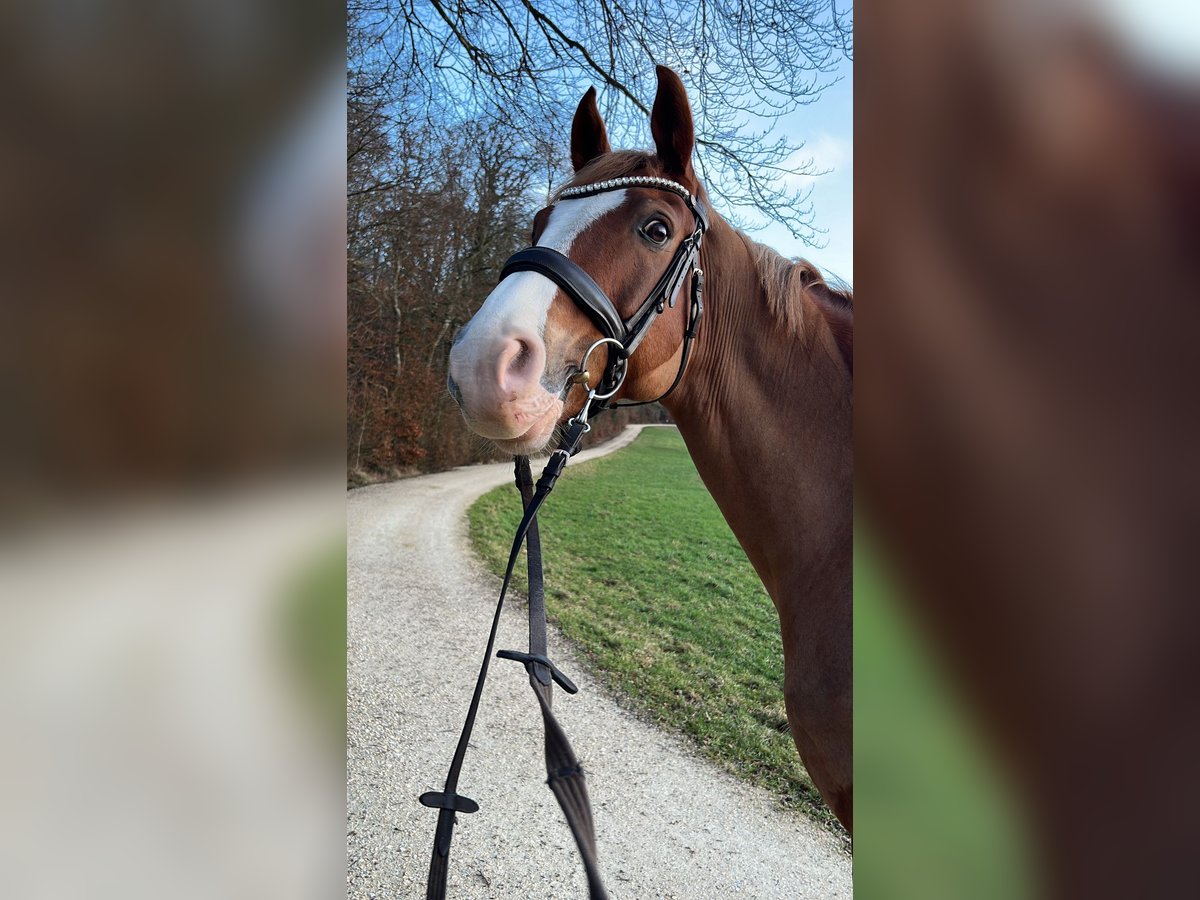 Koń westfalski Wałach 10 lat 165 cm Kasztanowata in Schaffhausen