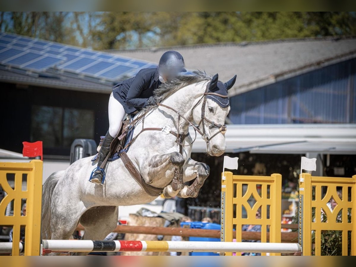 Koń westfalski Wałach 10 lat 170 cm Siwa in Everswinkel