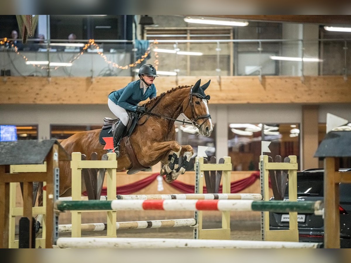 Koń westfalski Wałach 10 lat 174 cm Kasztanowata in Iserlohn