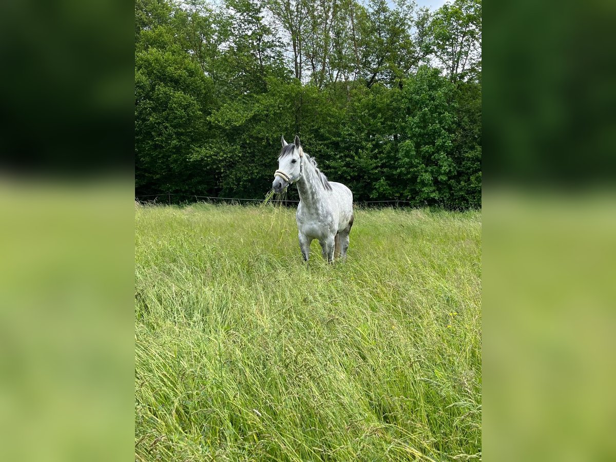 Koń westfalski Wałach 10 lat 175 cm Siwa in Zaisenhausen