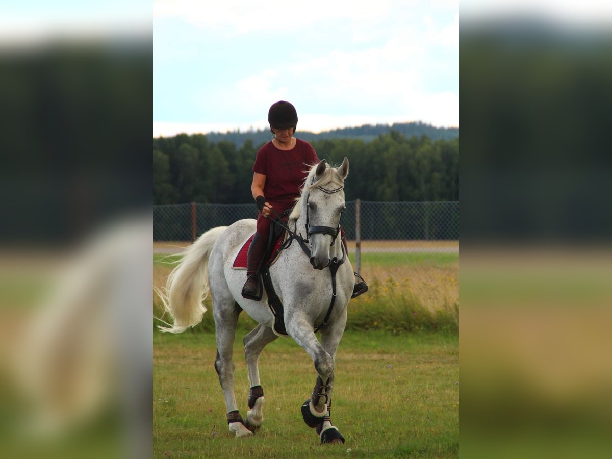 Koń westfalski Wałach 10 lat 183 cm Siwa jabłkowita in Borlänge