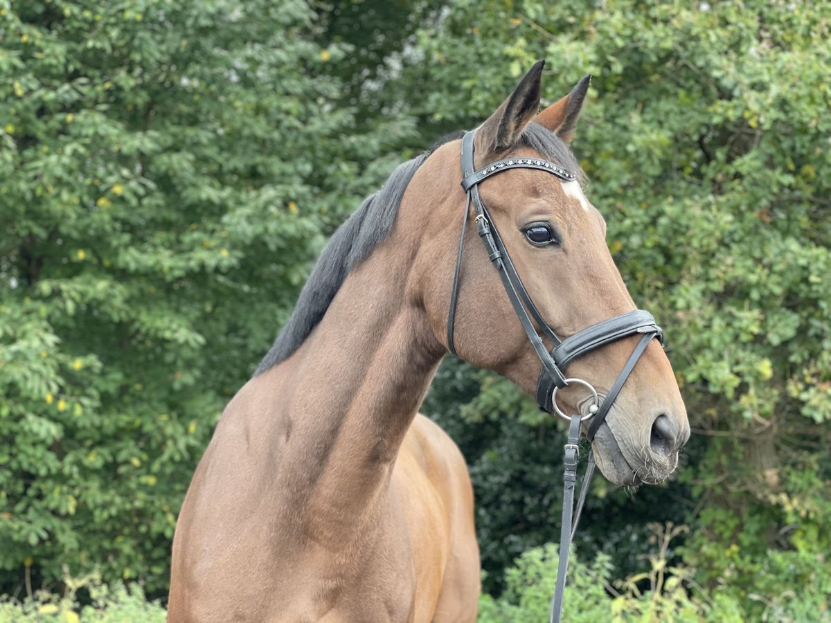 Koń westfalski Wałach 11 lat 170 cm Gniada in Overath