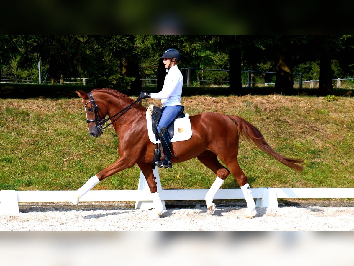 Koń westfalski Wałach 11 lat 170 cm Kasztanowata in Freiensteinau