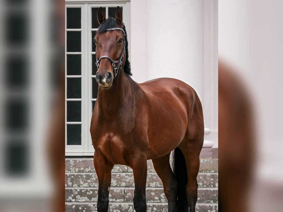 Koń westfalski Wałach 12 lat 167 cm Gniada in Kaufungen