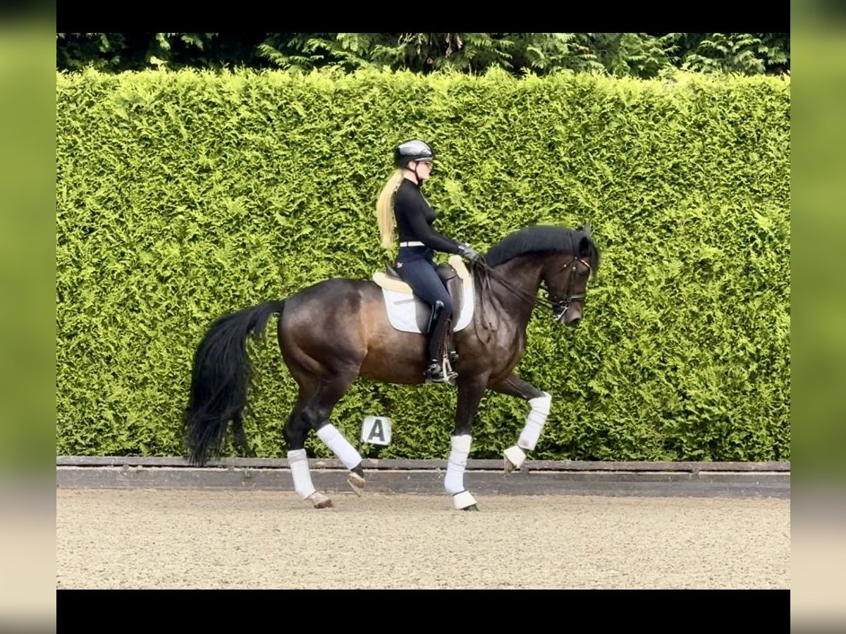 Koń westfalski Wałach 12 lat 168 cm Ciemnogniada in Bönen