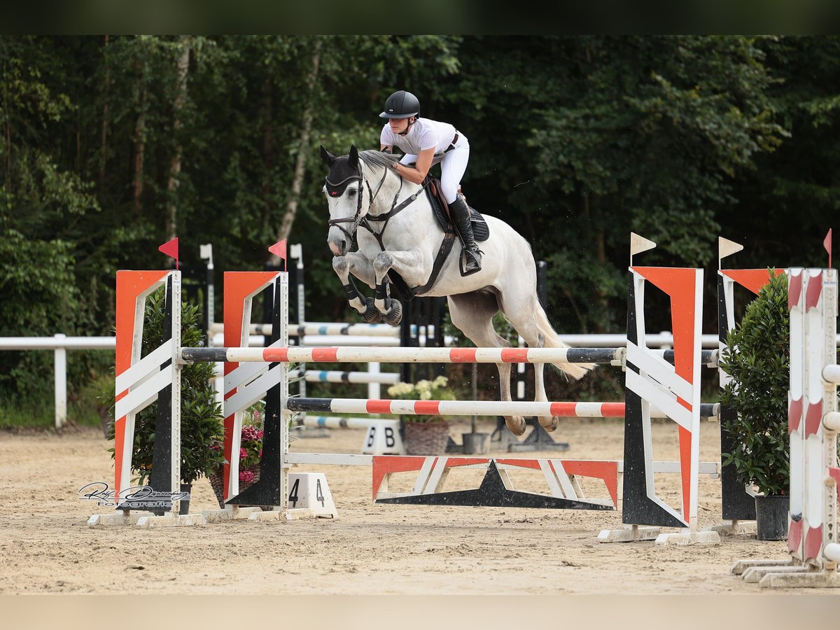 Koń westfalski Wałach 12 lat 168 cm Siwa in Limburg an der Lahn