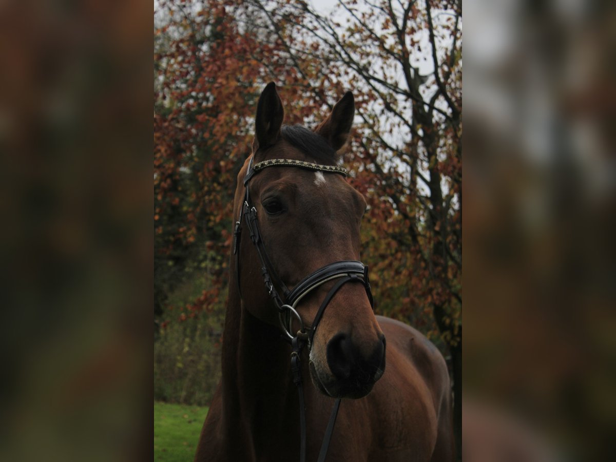 Koń westfalski Wałach 12 lat 170 cm Jasnogniada in Rosendahl