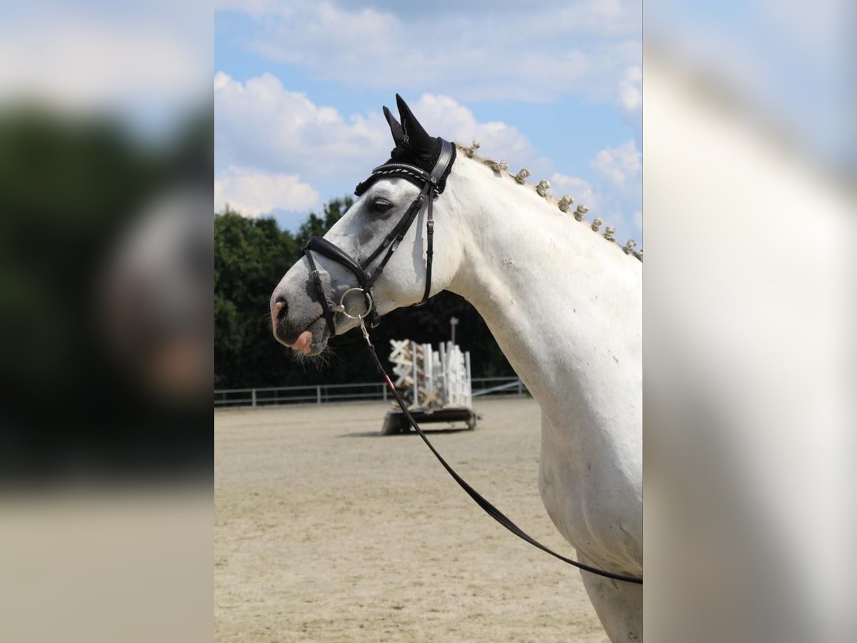 Koń westfalski Wałach 12 lat 175 cm Siwa in Berne