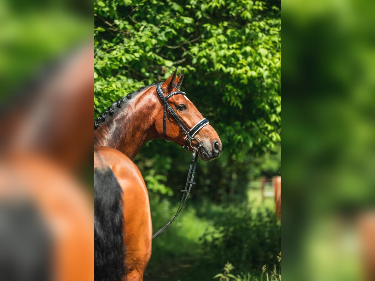 Koń westfalski Wałach 12 lat 178 cm Gniada in Sulzbach am Main