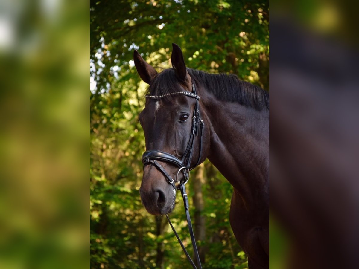 Koń westfalski Wałach 12 lat 180 cm Ciemnogniada in Bad Hersfeld