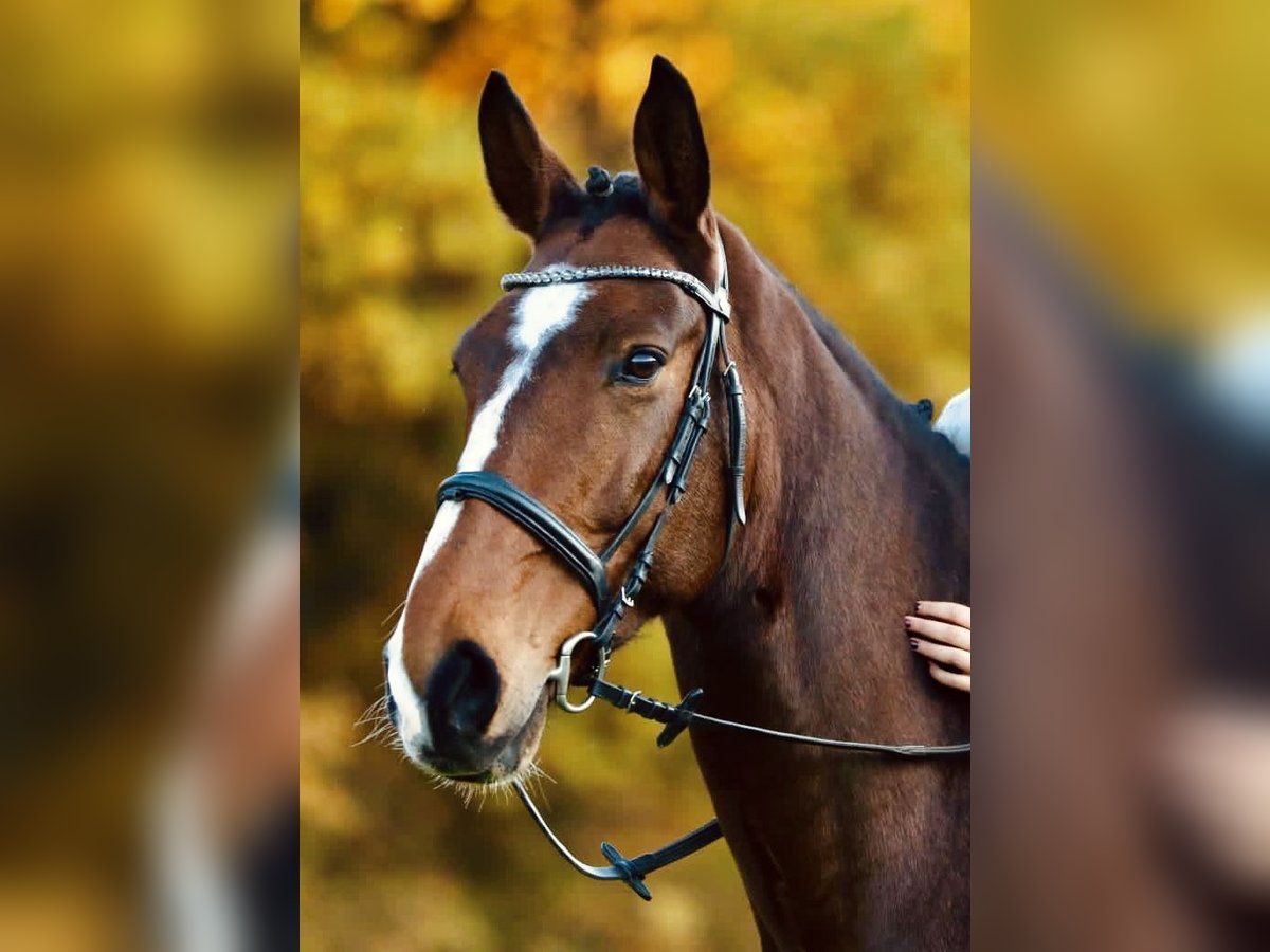 Koń westfalski Wałach 12 lat 180 cm Gniada in Mechernich