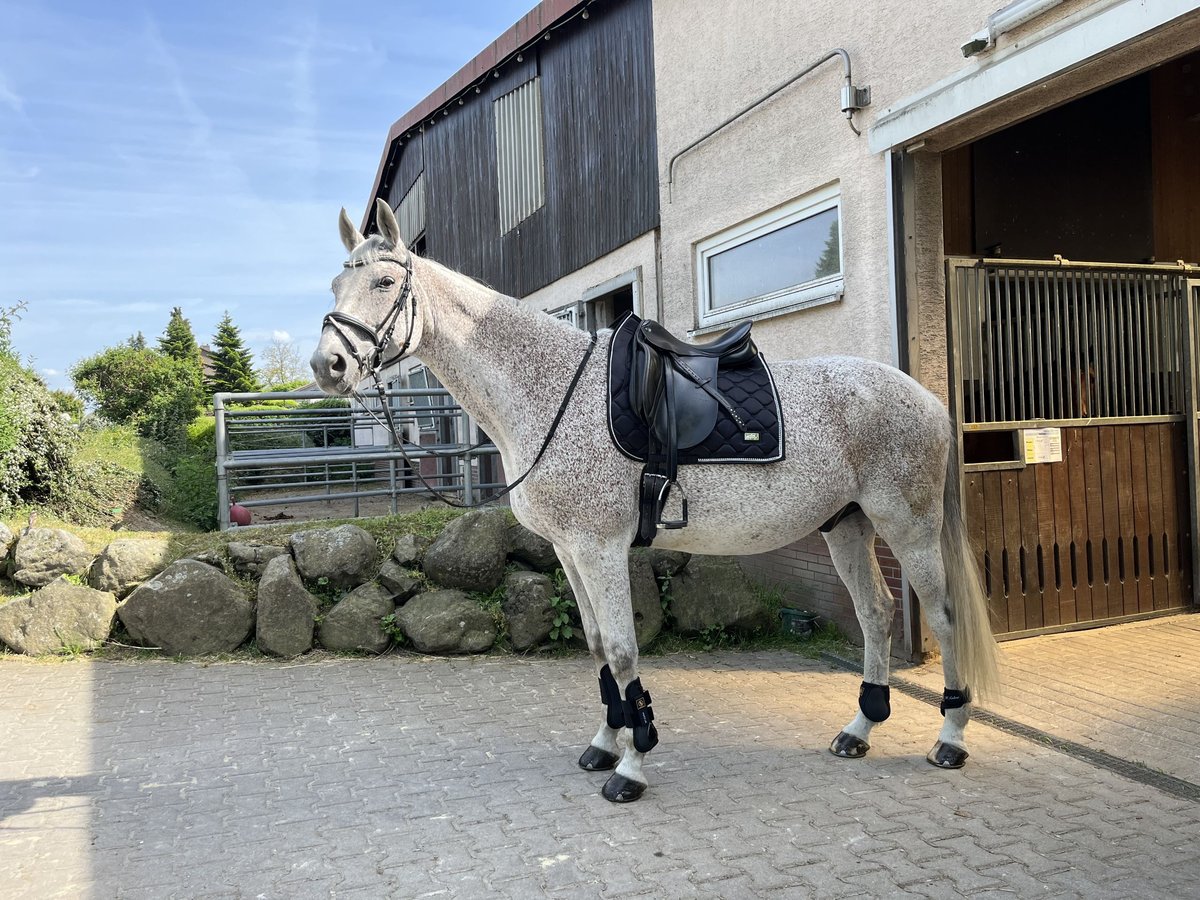 Koń westfalski Wałach 13 lat 170 cm Siwa w hreczce in Fernwald