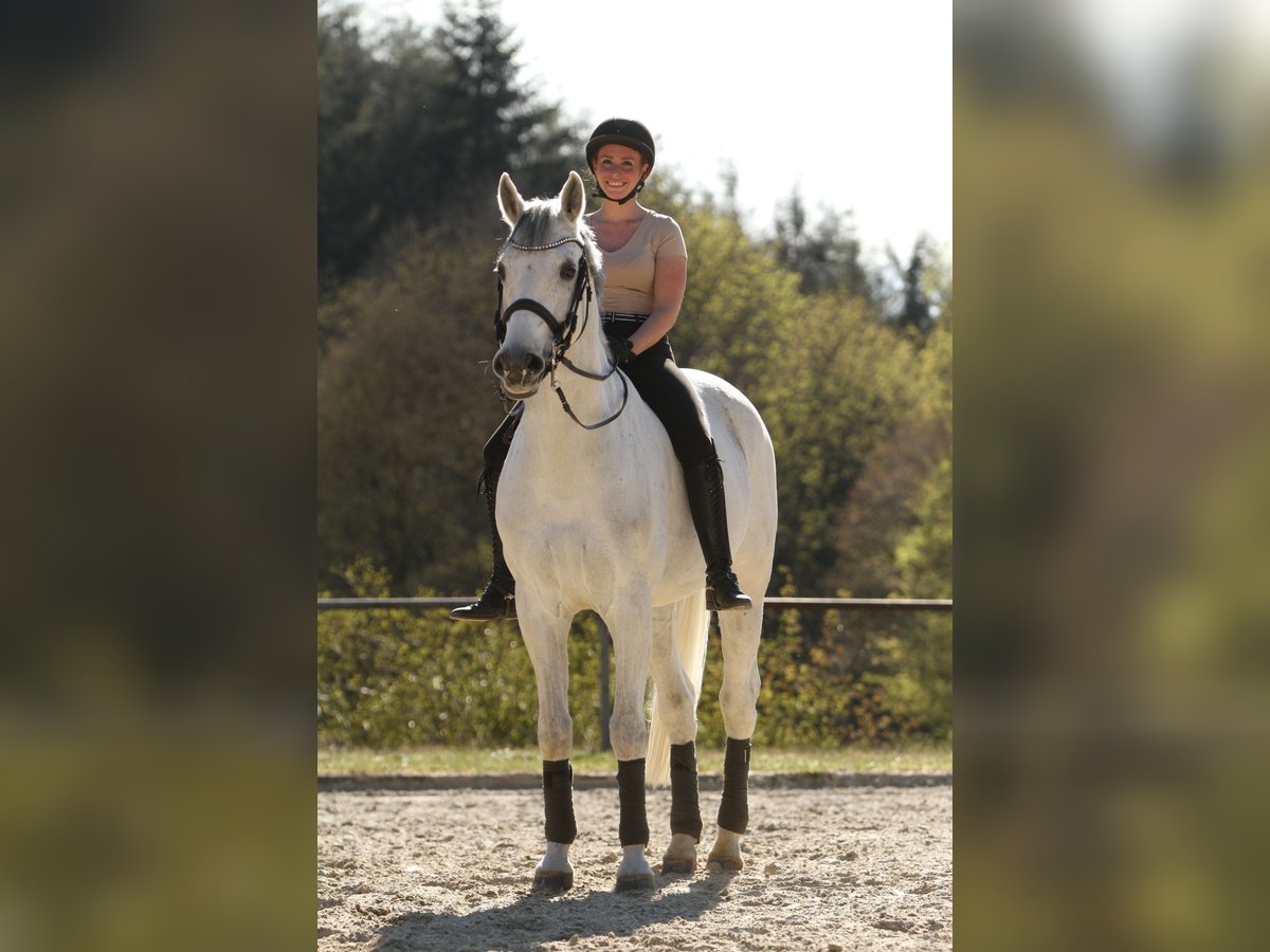 Koń westfalski Wałach 14 lat 168 cm Siwa in Olpe