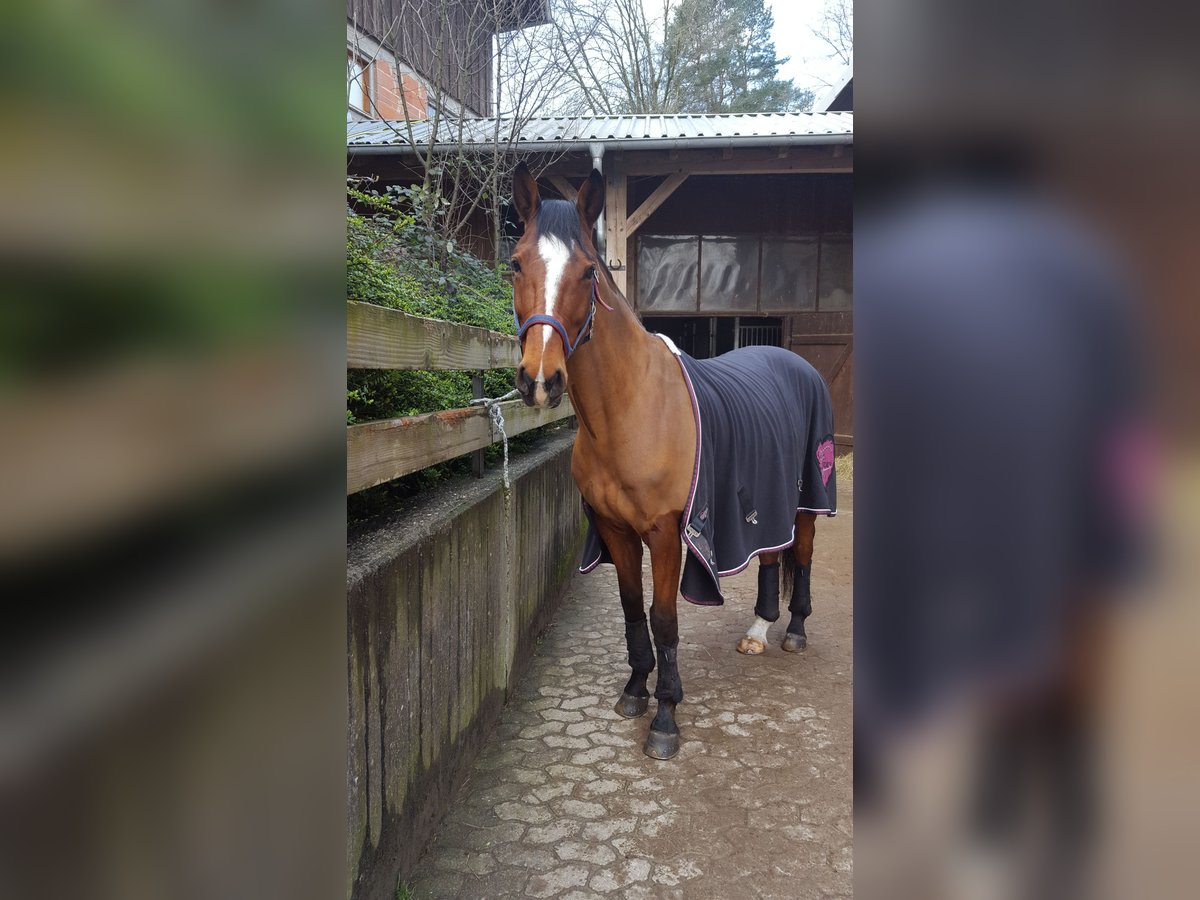 Koń westfalski Wałach 15 lat 165 cm Gniada in Reichenau