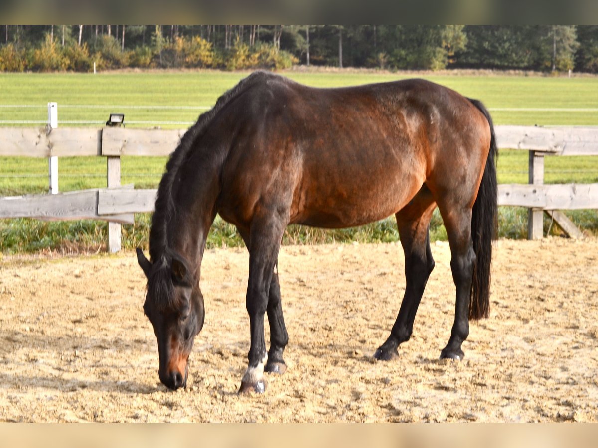 Koń westfalski Wałach 15 lat 168 cm Ciemnogniada in Haltern am See